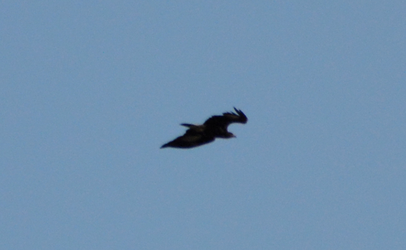 Aquila Reale